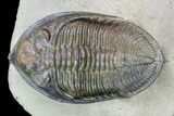 Zlichovaspis Trilobite - Atchana, Morocco #72702-3